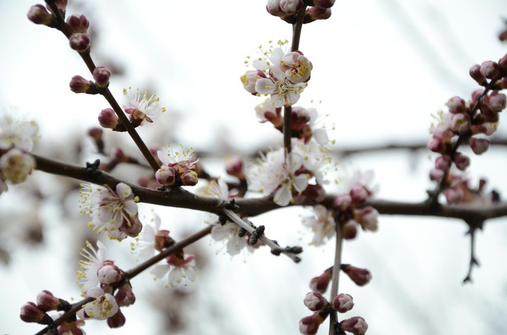 apricot