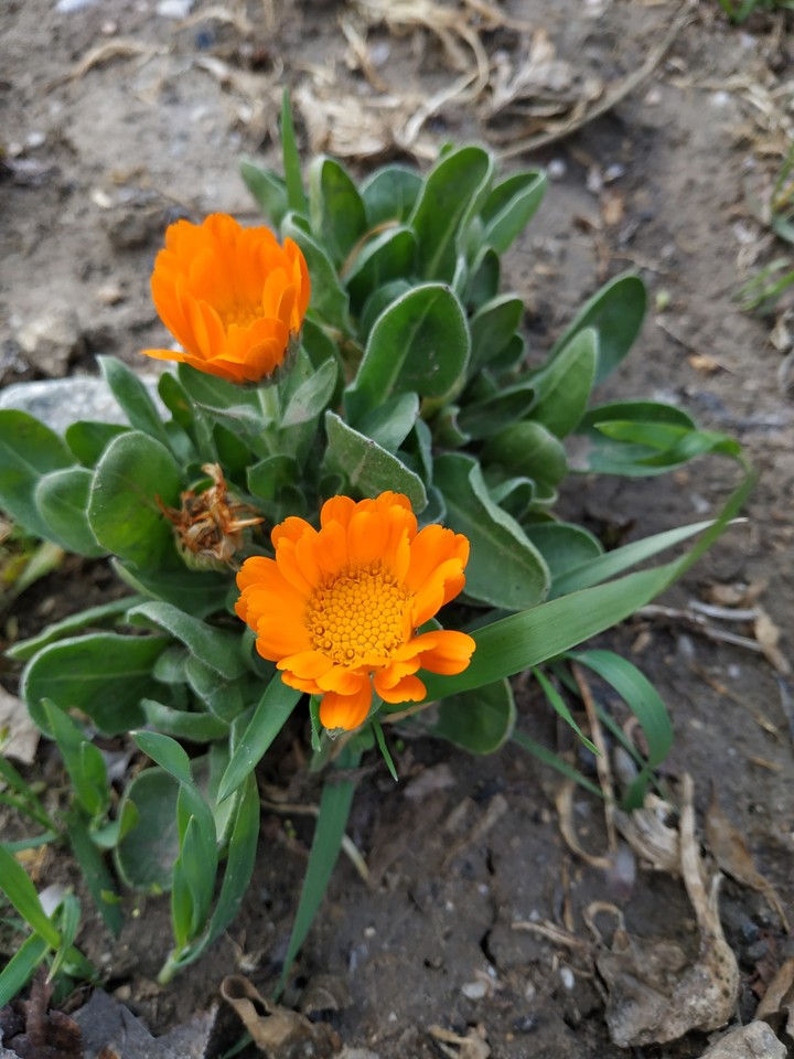 orange flower