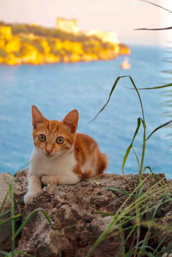Fire cat