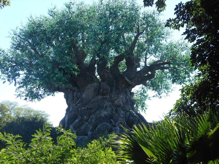 tree