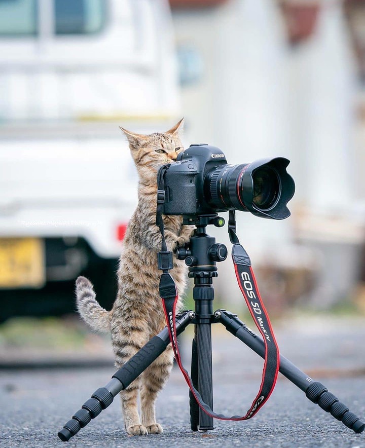cat