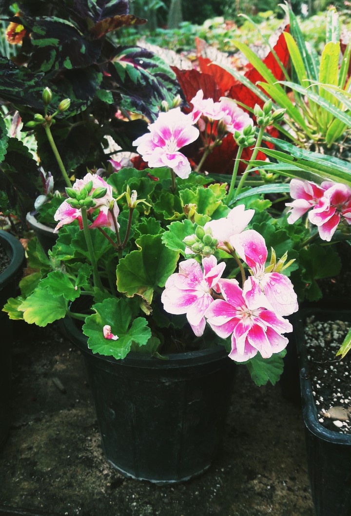 flower