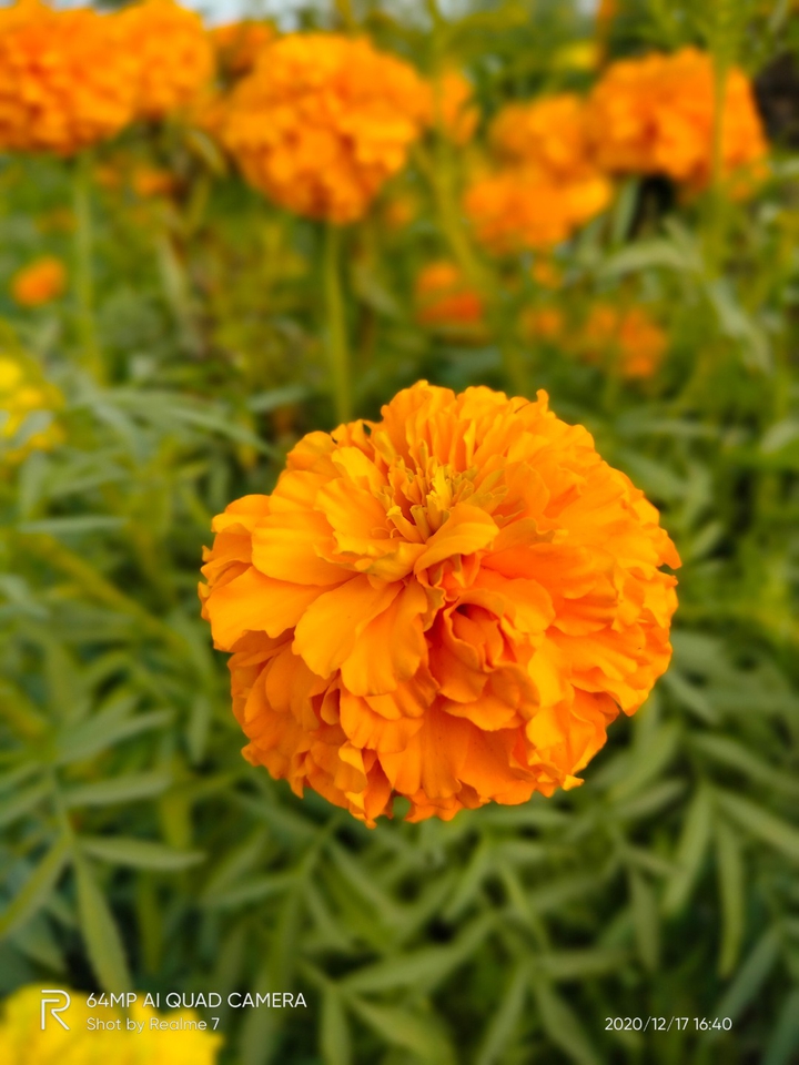 Merigold Flower
