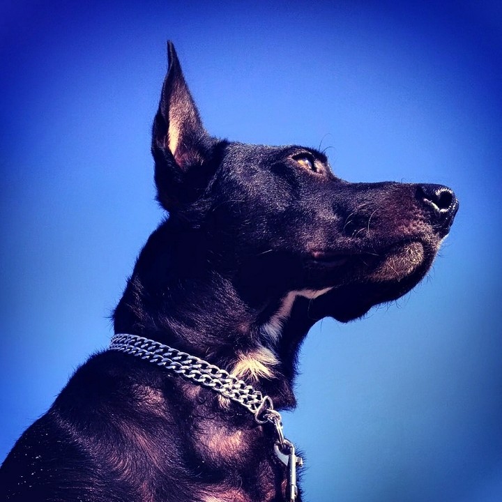 Alfred