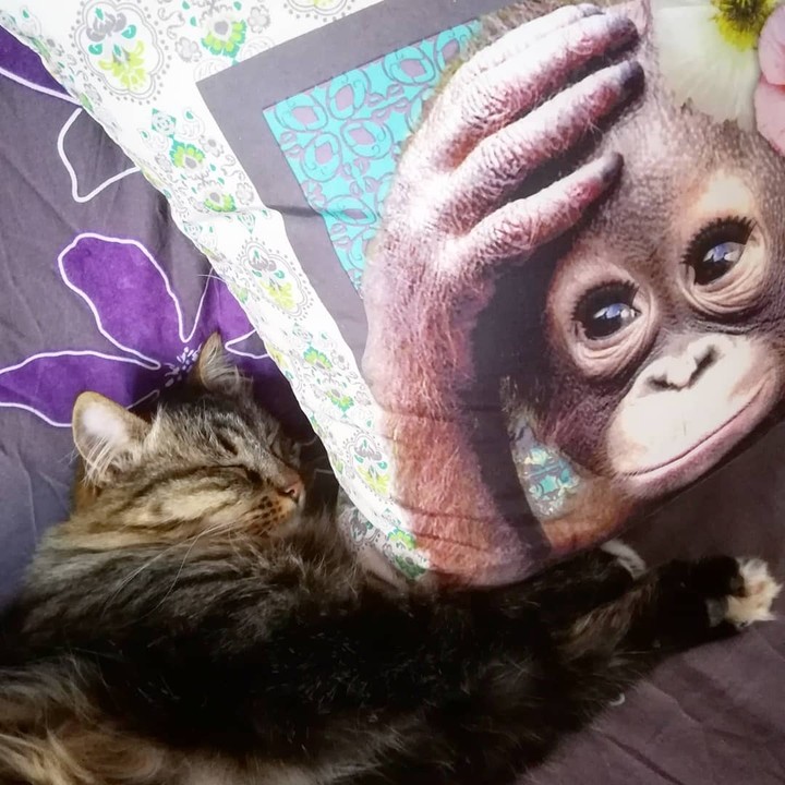 I love my cat
