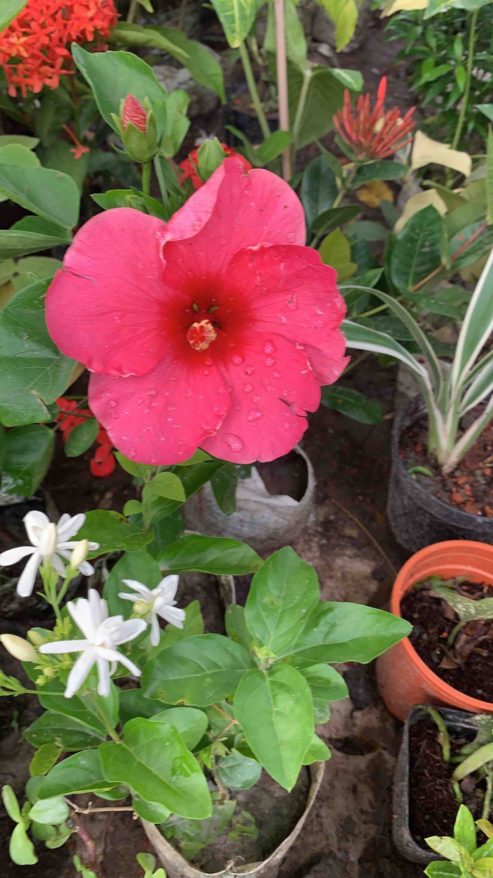 flowers