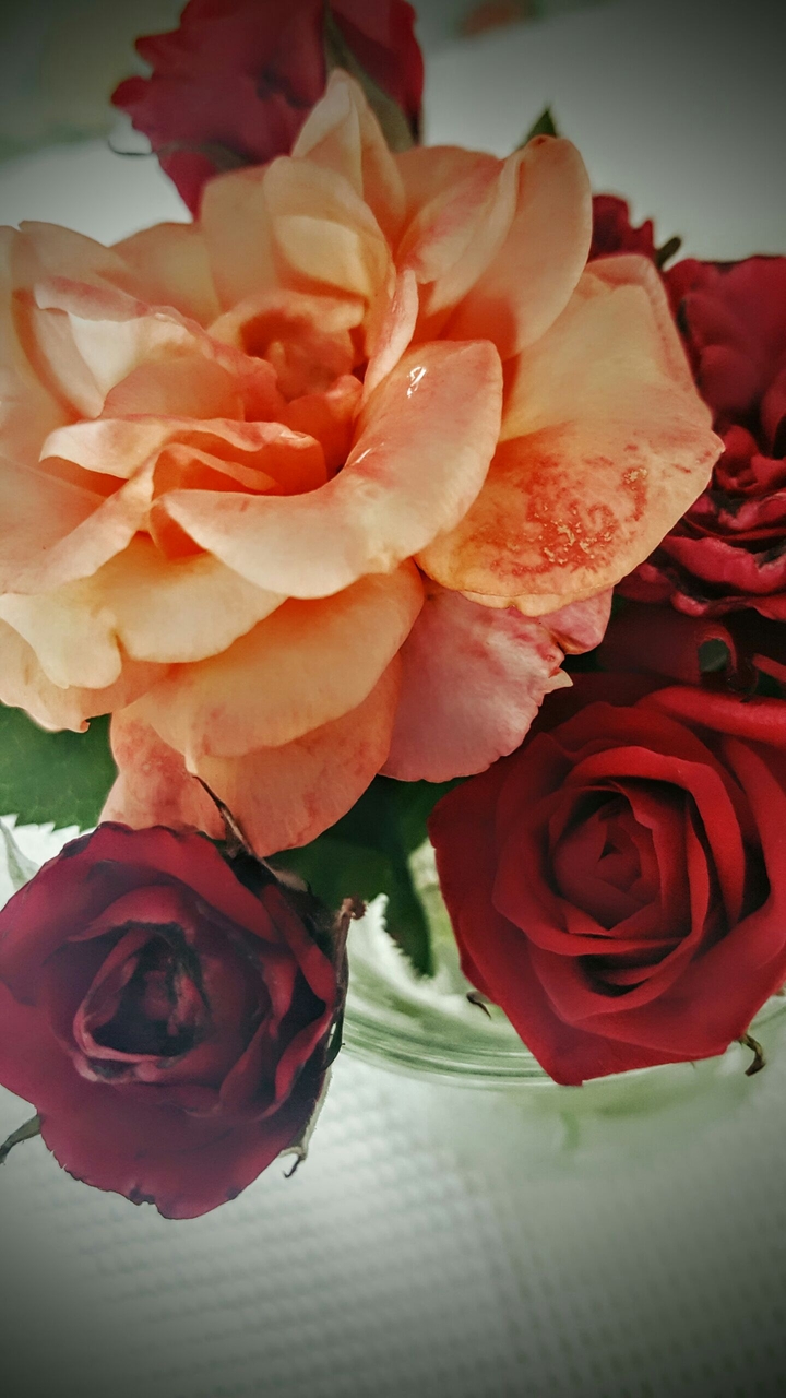 roses