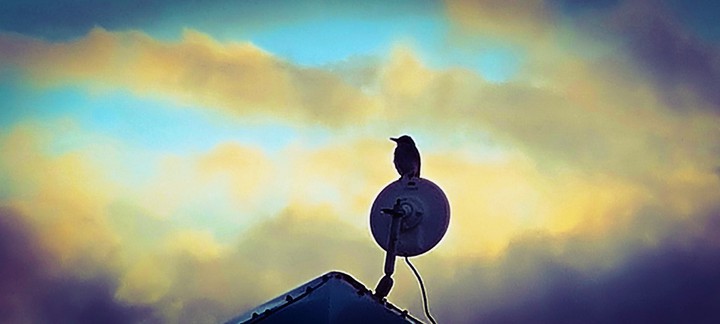 pajaro