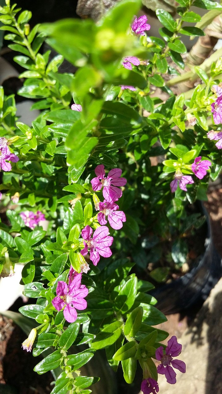 Beautiful flower♡