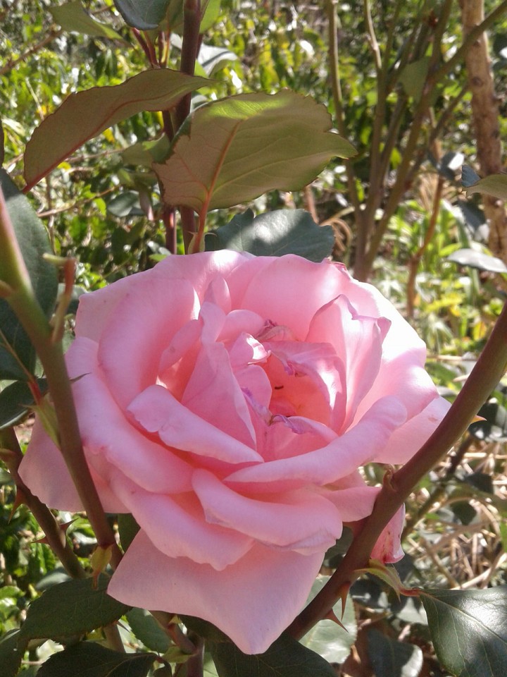 rosa