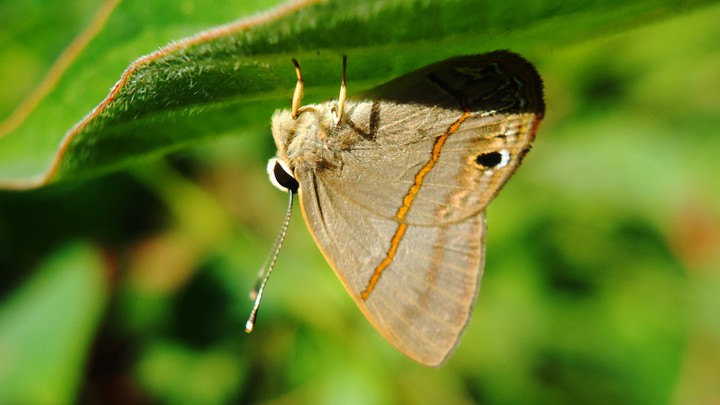 revez