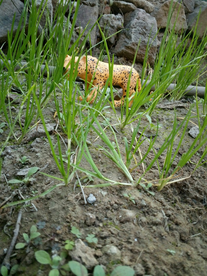 Tiger in the Jungle