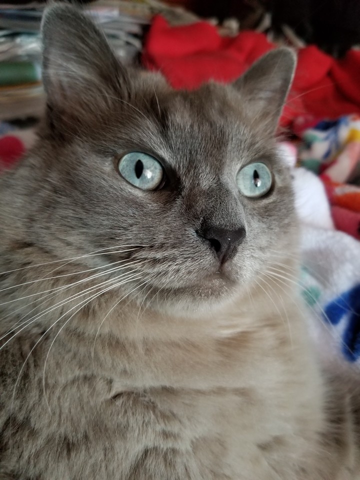 meine katze