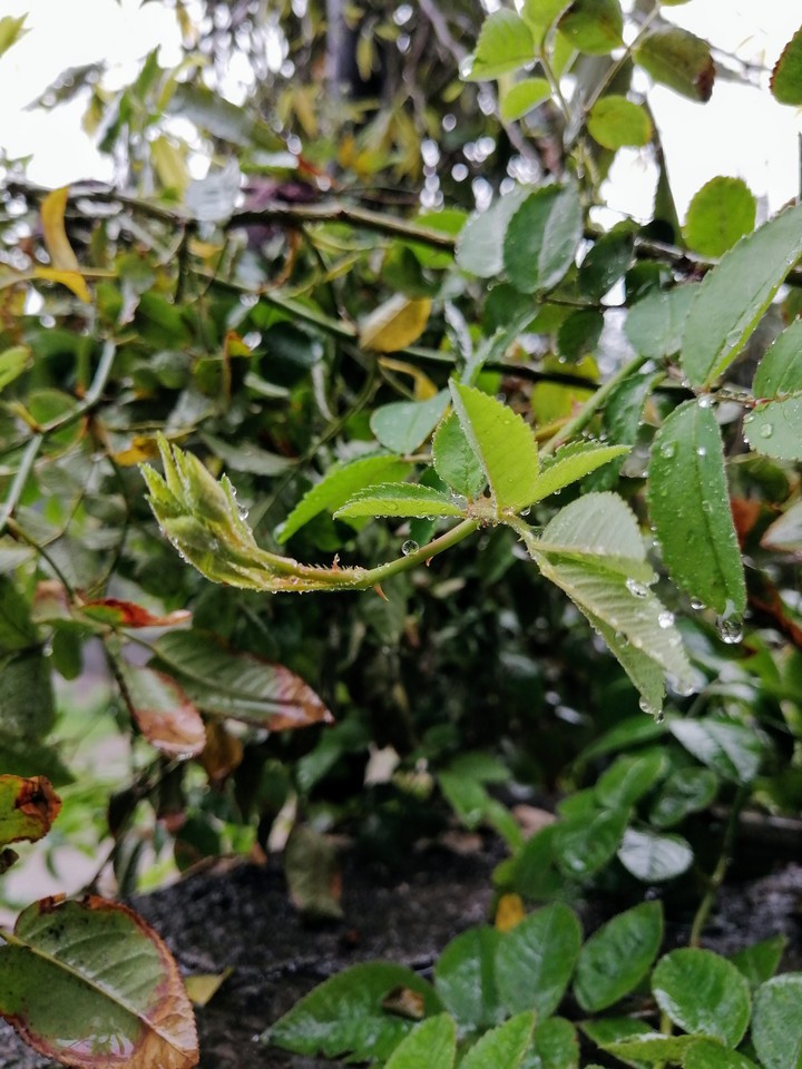 plant