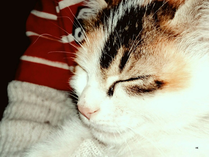 meow...zzz...
