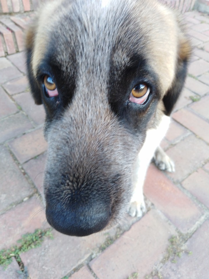 My dog
