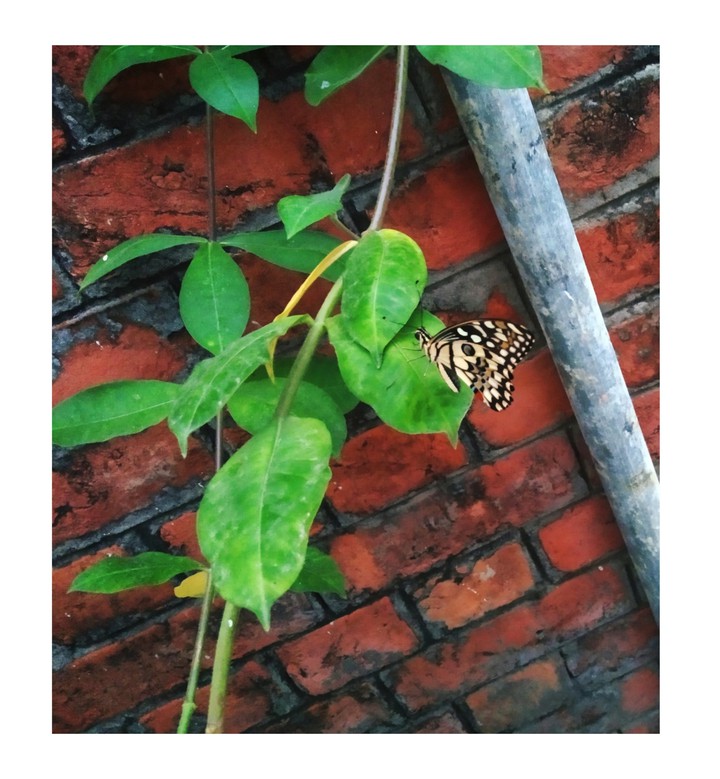 butterfly