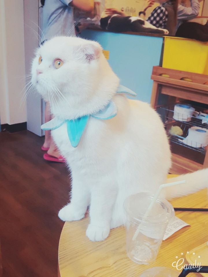 cat3