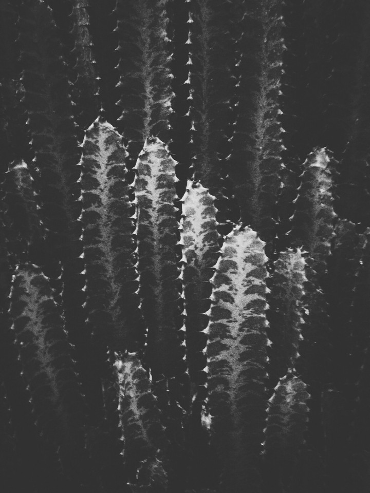 Cactus