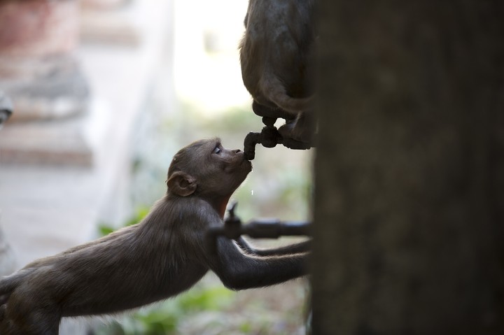 monkey