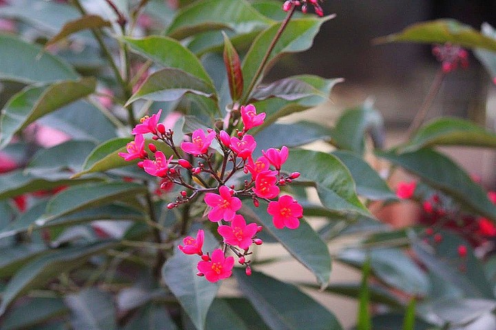 Flowers