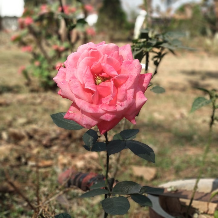 Rose