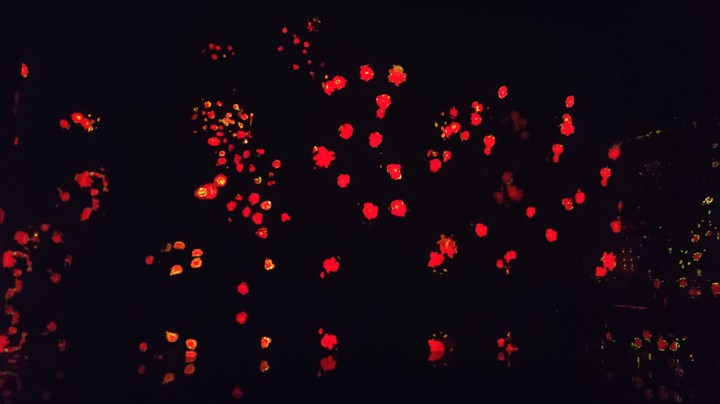 Pool of Lights