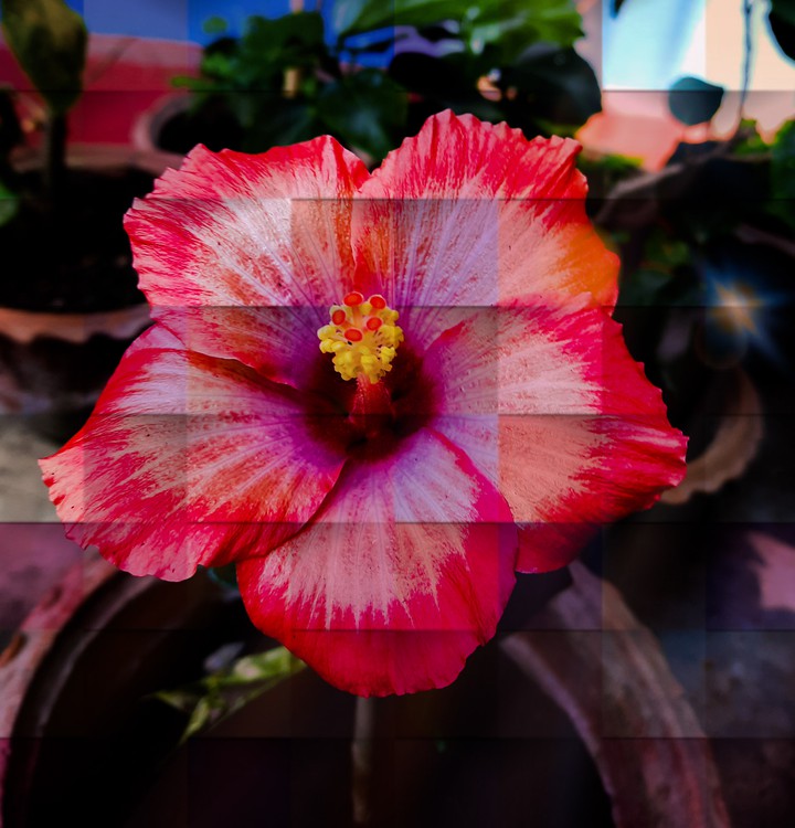 a colorful hibiscus ?