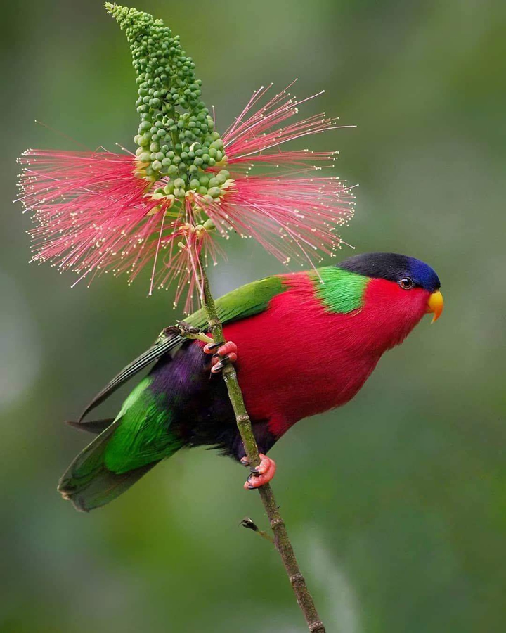 birdie