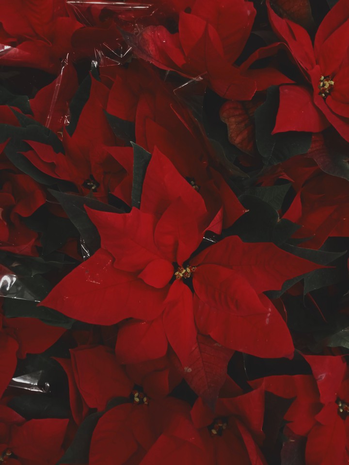 red flowers