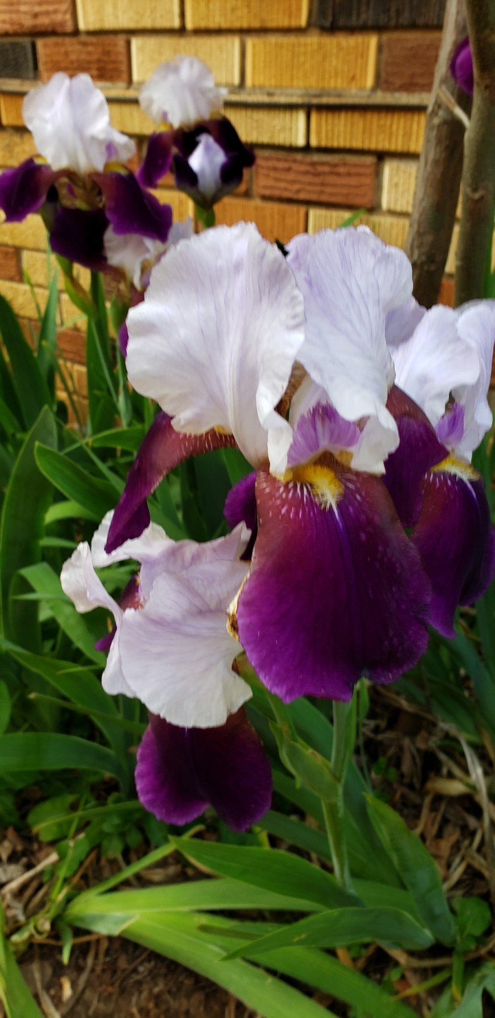 Iris, or Flags