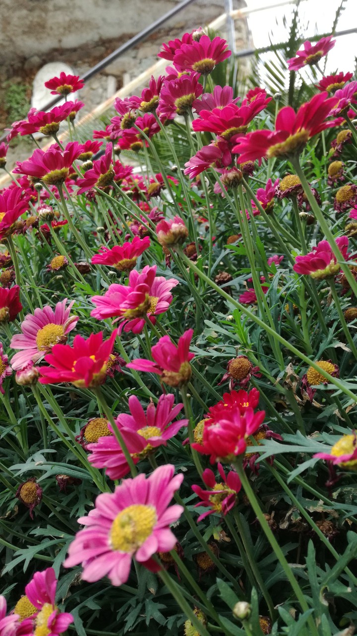Little pinky flowers