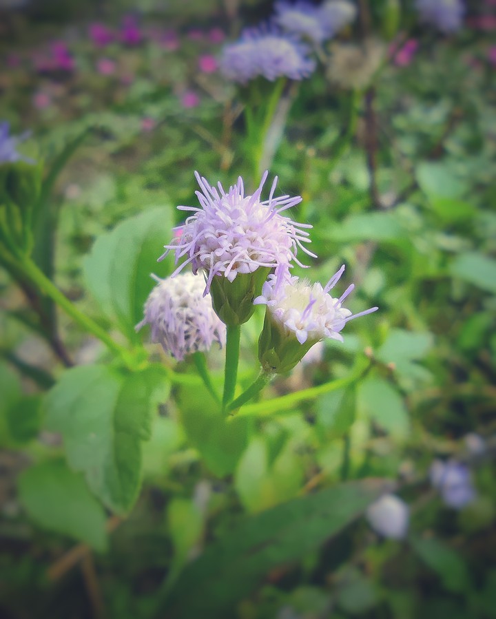 wild flower