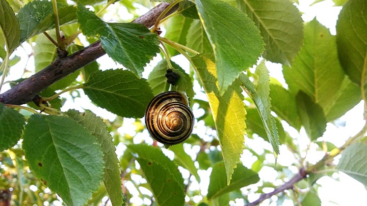 snail 