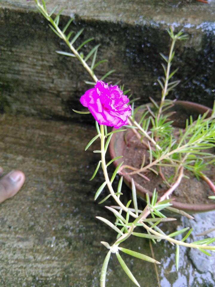Beautiful flower