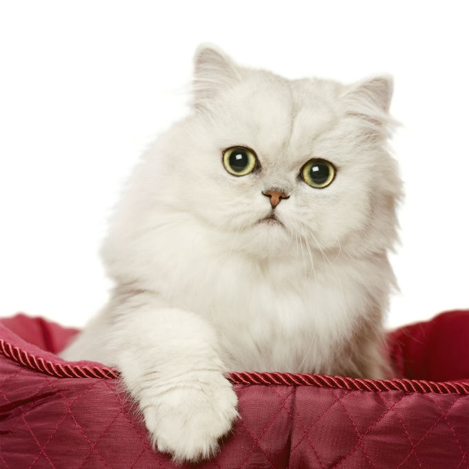 persian cat