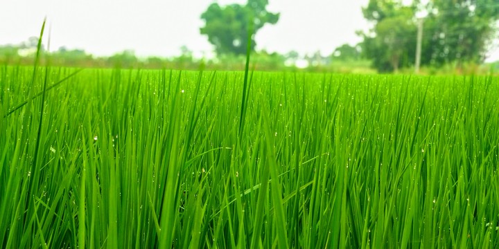 dew