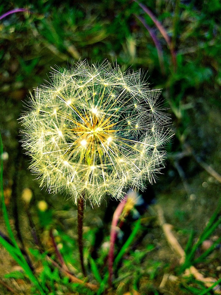 plant