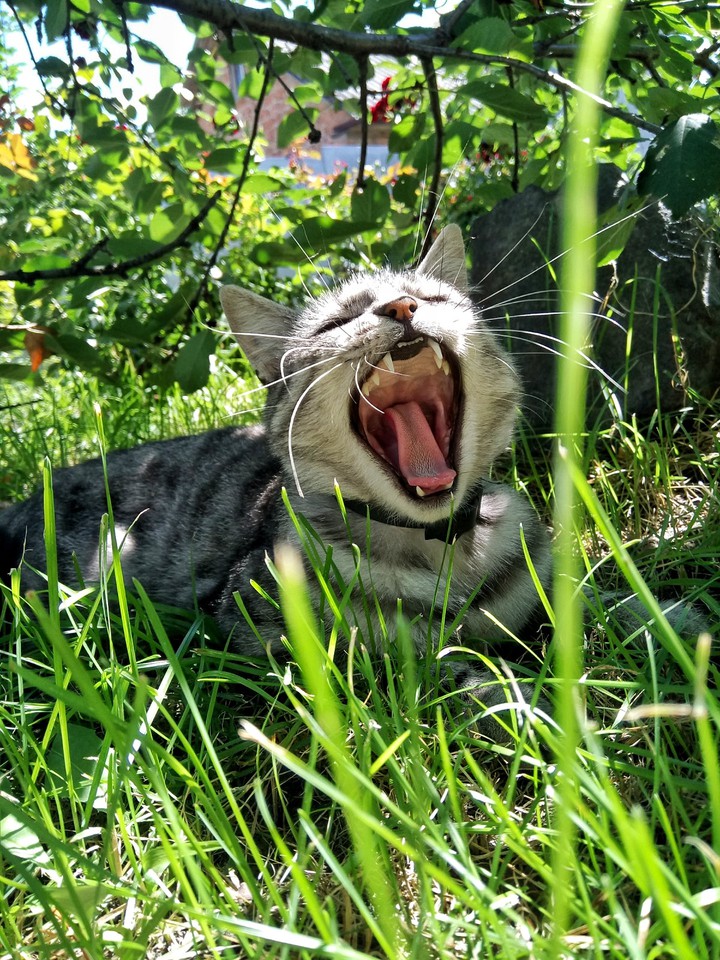 cat
