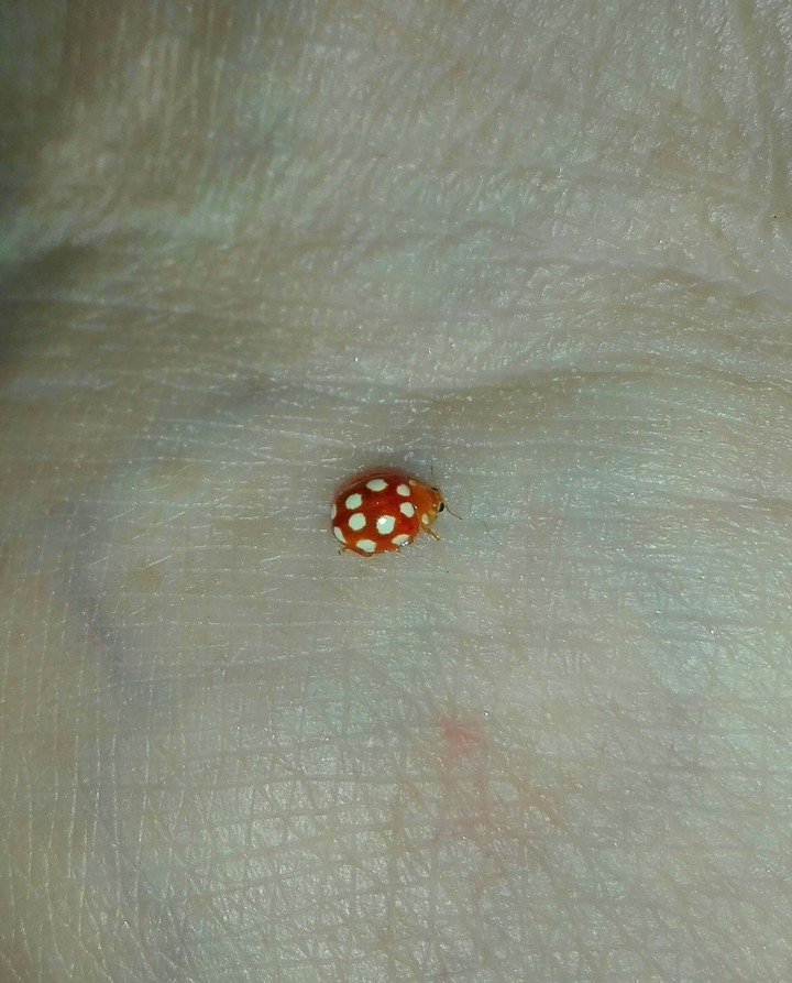 On my foot..