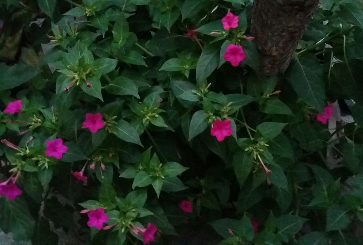 my yard