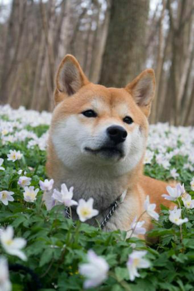 животные dog