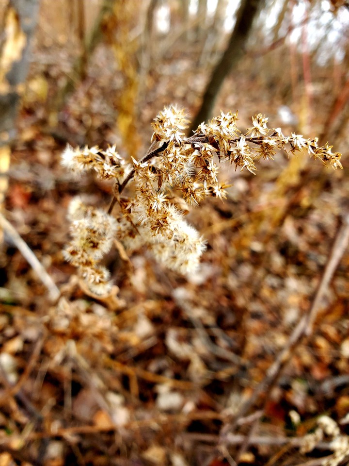 plant of some sort