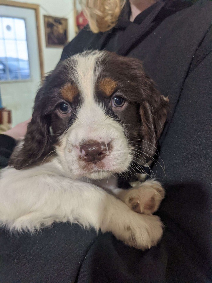 the dog we're getting