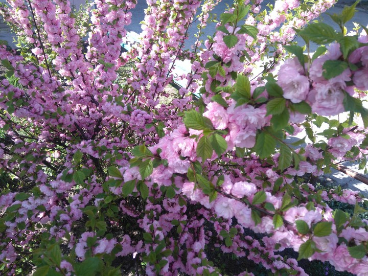 Blossom inspiration