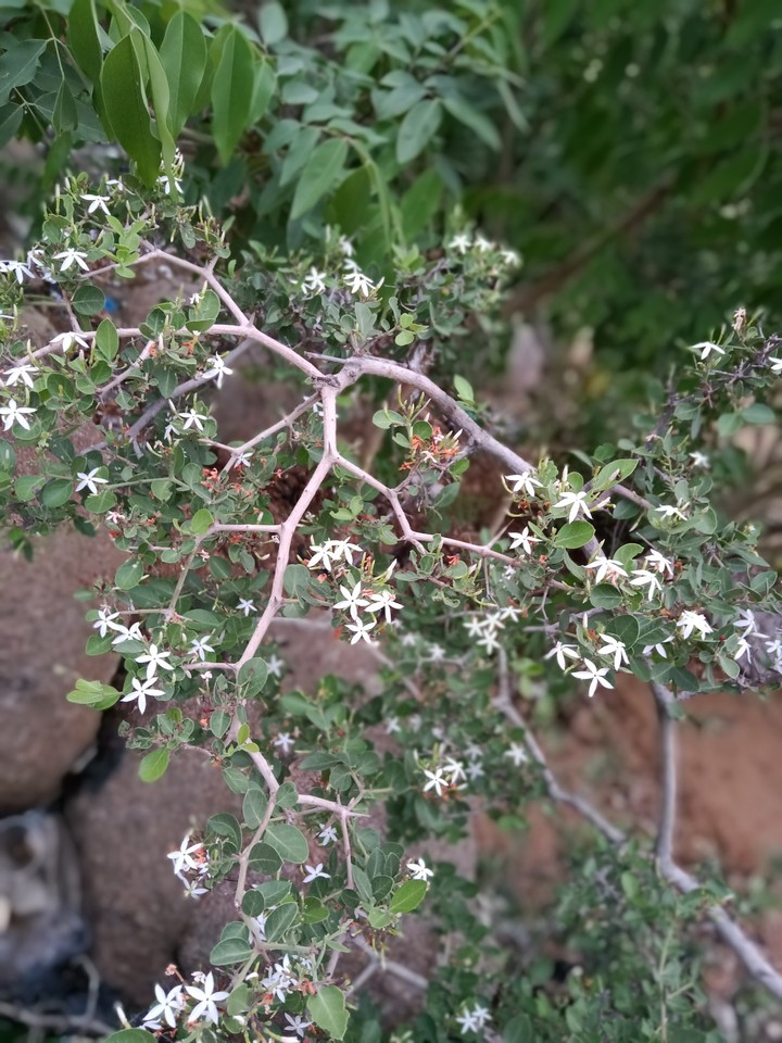 tree leavs