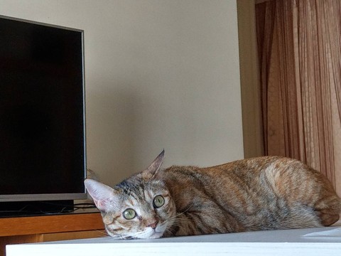 cat
