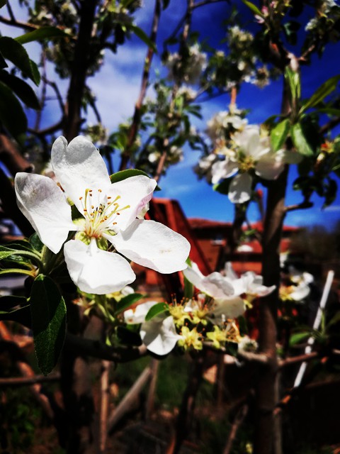 flower