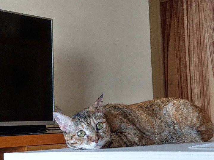 cat