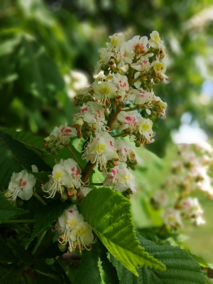 bloesem kastanjebomen
